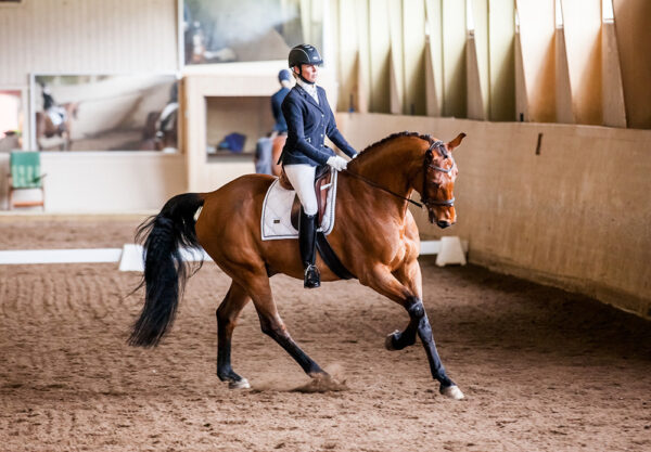 equestrian-stockholm-white-perfection-dijlovas-nyeregalatet